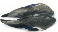 Mallard Wings